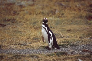 0693b tučňáci v Seno Otway.jpg